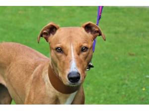 Sherry - Female Lurcher Photo