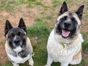 Sophie - Female Akita Photo