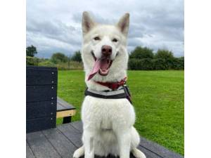 Suki - Female Siberian Husky Photo