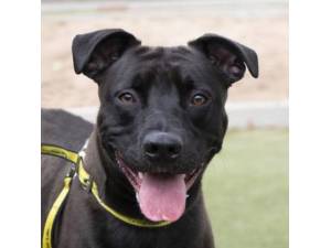 Theo - Male Staffordshire Cross (SBT) Photo
