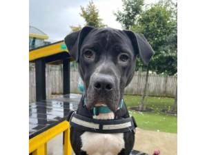 Vinnie - Male A Crossbreed Photo