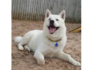 Winter - Male Akita Photo