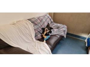 Tammy - female Collie Photo