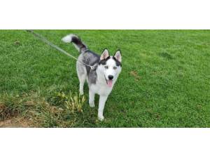 Leo - male Siberian Husky Photo