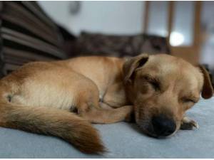 TACO - Chihuahua (Smooth coat)
crossbreed Photo