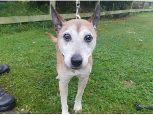 BELLA - Staffordshire Bull Terrier
crossbreed Photo