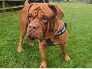 IZZY - Dogue de Bordeaux Photo