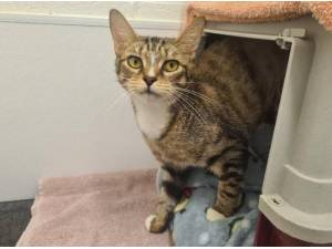 KALIE - Domestic Shorthair
crossbreed Photo