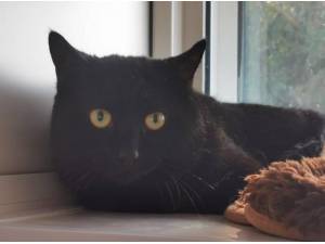 SABLE - Domestic Shorthair
crossbreed Photo