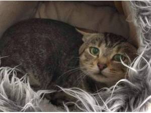 DIGBY - Domestic Shorthair
crossbreed Photo
