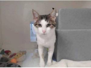 KOI - Domestic Shorthair
crossbreed Photo