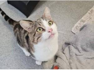 ARTHUR - Domestic Shorthair
crossbreed Photo