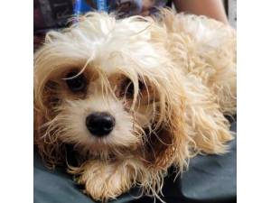 Eve - Female Cavachon (Cavalier King Charles Spaniel cross Bichon Frise) Photo