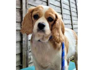 Elsa - Female Cavalier King Charles Spaniel Photo