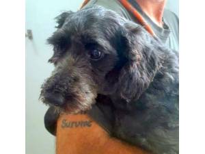 Artichoke - Female Cavapoo (Cavalier King Charles Spaniel cross Poodle) Photo