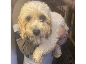Sally - Female Cavachon (Cavalier King Charles Spaniel cross Bichon Frise) Photo