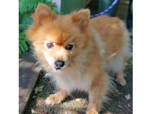 Dancer - Female Pomeranian Photo