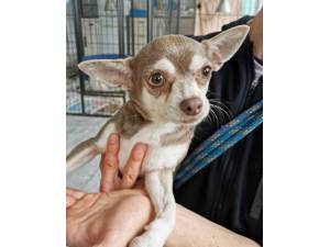 Ellie - Female Chihuahua Photo