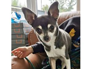 Baloo - Female Chihuahua Photo