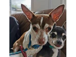 Bella - Female Chihuahua Photo