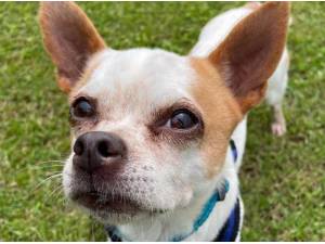 STUART - Chihuahua Photo
