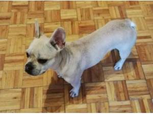 MILLIE - French Bulldog Photo