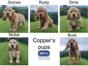 COPPERS PUPS - Cocker Spaniel
crossbreed Photo
