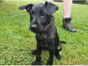 JUDE - CLOSED - Patterdale Terrier (Fell Terrier)
crossbreed Photo
