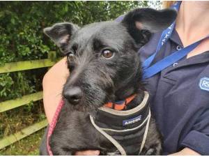 JESSIE - CLOSED - Patterdale Terrier (Fell Terrier) Photo