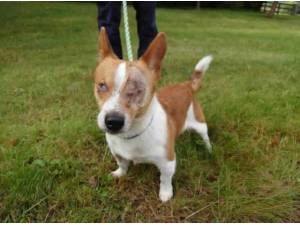 JACK - Jack Russell Terrier Photo