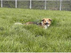 RORY - Border Collie
crossbreed Photo