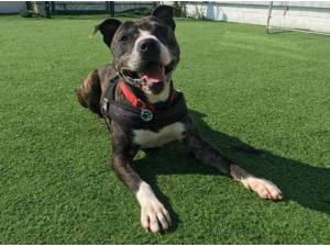 BOSS - Staffordshire Bull Terrier
crossbreed Photo