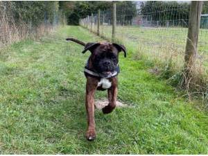 TEDDY - Boxer Photo