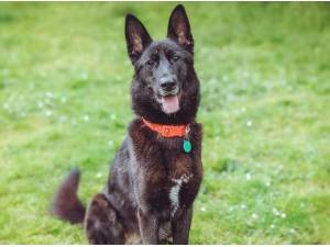 LUNA - German Shepherd
crossbreed Photo