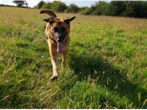 MOOSE - German Shepherd
crossbreed Photo