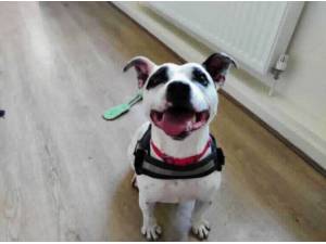 SNOOPY - Staffordshire Bull Terrier Photo