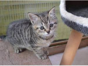 QUAVER - Domestic Shorthair
crossbreed Photo