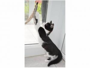 SNOW WHITE - Domestic Shorthair
crossbreed Photo