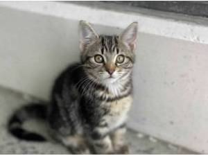 ROLO - Domestic Shorthair
crossbreed Photo