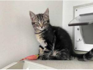 WHISKEY - Domestic Shorthair
crossbreed Photo