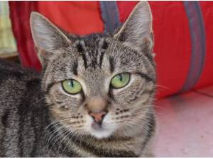 RUBY - Domestic Shorthair
crossbreed Photo