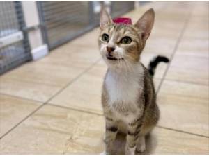 SHIRLEY - Domestic Shorthair
crossbreed Photo