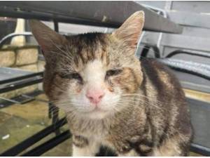 HARRY - Domestic Shorthair
crossbreed Photo