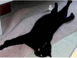 SHADOW - Domestic Shorthair
crossbreed Photo