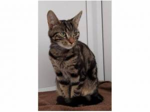 GIZMO - Domestic Shorthair
crossbreed Photo
