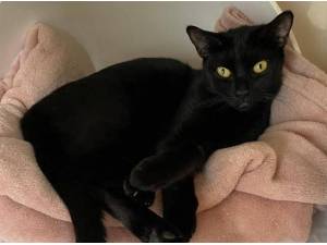 MONICA - Domestic Shorthair
crossbreed Photo