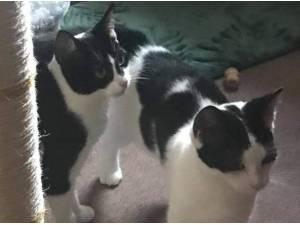 PIM AND LUCAS - Domestic Shorthair
crossbreed Photo