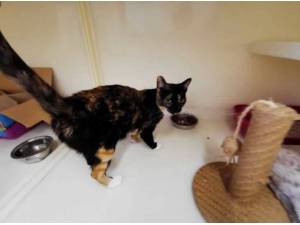 ZELDA - Domestic Shorthair
crossbreed Photo