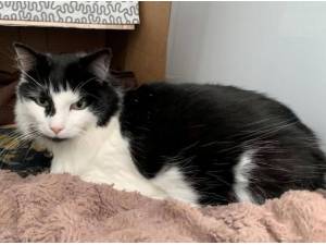 ROWENA ROWEN - Domestic Shorthair
crossbreed Photo