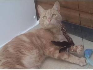 TEDDY - Domestic Shorthair
crossbreed Photo
